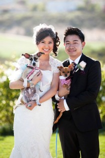 wedding photo - Wedding Clothing, Accessories And Decor For Dogs