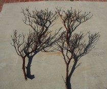 wedding photo - 20 FULL 18" Manzanita Branches for centerpieces or wishing trees for wedding
