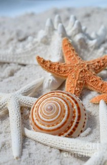 wedding photo - Sundial Shell With Starfish Canvas Print / Canvas Art By Carol McGunagle