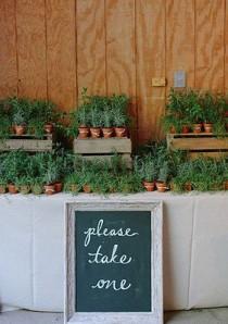 wedding photo - Herbs