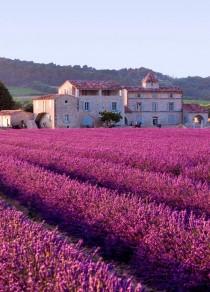 wedding photo - Honeymoon destination-Plateau de Valensole, Provence, France