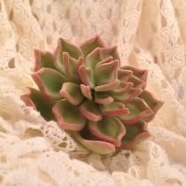 wedding photo - Succulent sugar flower