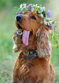 wedding photo - Dog Lovers For Hire 