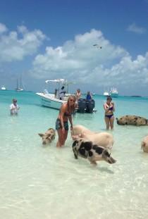 wedding photo - The Swimming Pigs In The Exumas (Bahamas