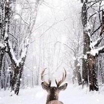 wedding photo - Voice Of Nature - Stag By Nois7