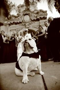 wedding photo - Phenomenal Photography - Wedding Party Pooches