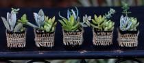 wedding photo - Succulent Favors, Succulents in small pot,Wedding Favors,Centerpiece,Succulent Variety, Succulent Gifts, Nice variety