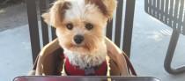 wedding photo - Un adorable cachorro foodie revoluciona Instagram, ¡mira sus fotos!