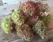 wedding photo - Large Dried Hydrangea Bouquet / Large Bunch of Naturally Dried Hydrangeas / Dried Wedding Flowers / Wedding Decor