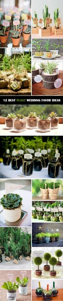 wedding photo - 12 Ultimate Great Ideas For Lovely Plant Wedding Favors