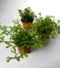 wedding photo - Mini Mossy Fern Plants - 2" Potted Set of 3 - Terrarium Plants - Party Favors