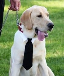 wedding photo - Neck Tie Wedding Wear For Dogs