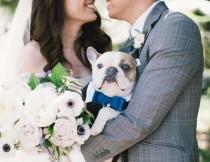 wedding photo - : fotos de perritos participando en bodas