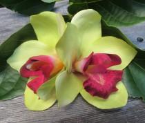 wedding photo - Hawaiian Lime Green and Wine  Two Orchids hair flower clip - Weddings -