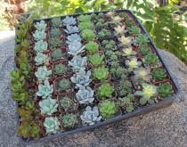 wedding photo - 100 Wedding collection Beautiful Succulents in their plastic 2" Pots great as Party Gift WEDDING FAVORS echeverias rosettes~
