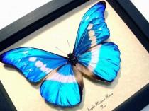wedding photo - Wedding Day Gift Real Framed Blue Morpho Helena Butterfly 907