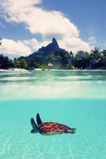 wedding photo - Swimming With Sea Turtles In Hawaii
