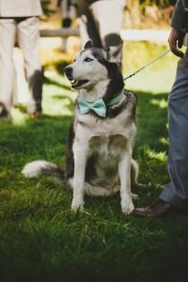 wedding photo -  Pale Mint Dog Collar with Removable Layered Bow Tie