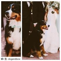 wedding photo -  Meet Louie! This big guy made a perfect #ringbearer