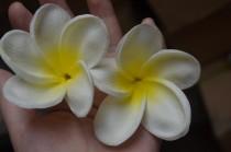 wedding photo - Natural Real Touch Artificial Not Silk White-Yellow frangipani Plumerias flower heads for cake decoration and wedding bouquets
