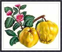wedding photo - Fruit print,fruit painting, botanical art print , Apple,kitchen decor,kitchen wall art 