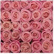 wedding photo - Hermosa, Pink Rose, Dusty Pink, Fresh Rose, Wedding Rose, Pink Wedding, Spring Wedding, DIY Bride, DIY Flowers, DIY Roses,