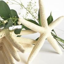 wedding photo - Starfish - White Starfish - Beach Wedding Decor - Starfish Crafts - Bulk Starfish - 6" Starfish - Tropical Wedding - Sea Shell Home Decor