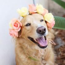 wedding photo - @bohobride On Instagram: “Because A Wedding Is Not Complete Without Your Favorite Four Legged Baby. This Dog Looks Dapper In A #flowercrown!”