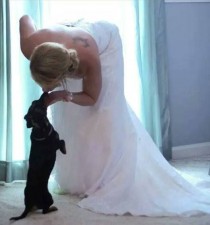 wedding photo - Dachshund – Friendly And Curious