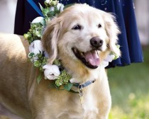 wedding photo - Dogs As Wedding Guests 