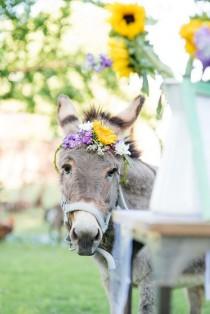 wedding photo - Cute Pets And Lovely Animals