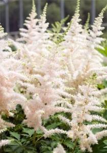 Astilbe 'Milk And Honey' - Hallson Gardens wedding photo - Astilbe 'Milk And Honey' - Hallson Gardens