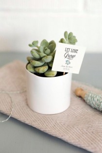Decorative Plant wedding photo - Decorative Plant