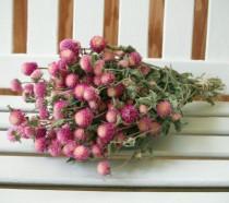DRIED FLOWERS BOUQUET bi-colored Lovely Rose pink color Globe Amaranth Dried Flowers Bouquet pink gomphrena flower bunch Prim Wedding floral wedding photo - DRIED FLOWERS BOUQUET bi-colored Lovely Rose pink color Globe Amaranth Dried Flowers Bouquet pink gomphrena flower bunch Prim Wedding floral