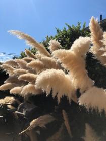 Plumes of pampas grass wedding photo - Plumes of pampas grass