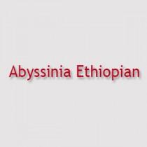 wedding photo -  Abyssinia Ethiopian Menu, Prices And Locations