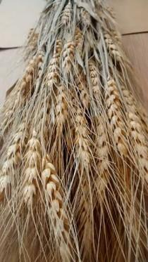 Dried Wheat Bunches (10 bundles) 22"-25" - Perfect For Your Rustic Country Wedding Decorations wedding photo - Dried Wheat Bunches (10 bundles) 22"-25" - Perfect For Your Rustic Country Wedding Decorations