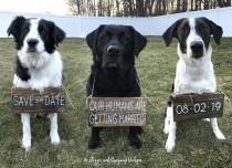 wedding photo -  Our Humans are Getting Married, Pet Save the Date Sign, Dog Photo Prop Sign, Pet Wedding Sign, Engagement Photos Sign, Rustic Wedding Signs