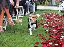 wedding photo -  С домашних животных