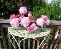 wedding photo - Пион + Ranunculus, Pretty In Pink