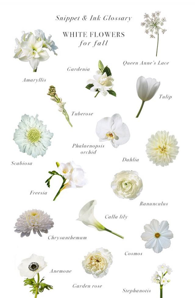 White Flowers For Fall Weddings :: Snippet & Ink Glossary - Snippet ...