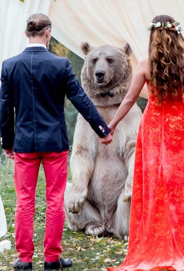7 Disturbing Questions We Have About These Bear Officiant Photos (that ...