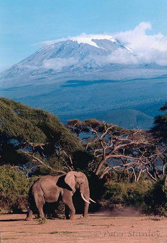 Honeymoon - Kilimanjaro Tanzania #2040288 - Weddbook