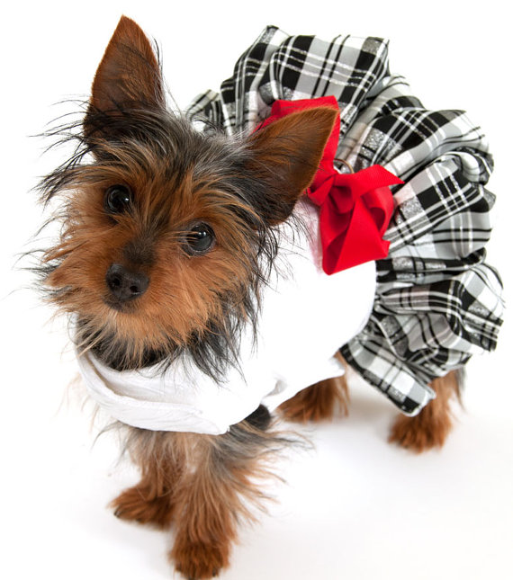 Pets - Dog Dress With Plaid Taffeta Skirt #2265287 - Weddbook